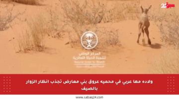 ولادة مها عربي في محمية عروق بني معارض تجذب أنظار الزوار بالصيف